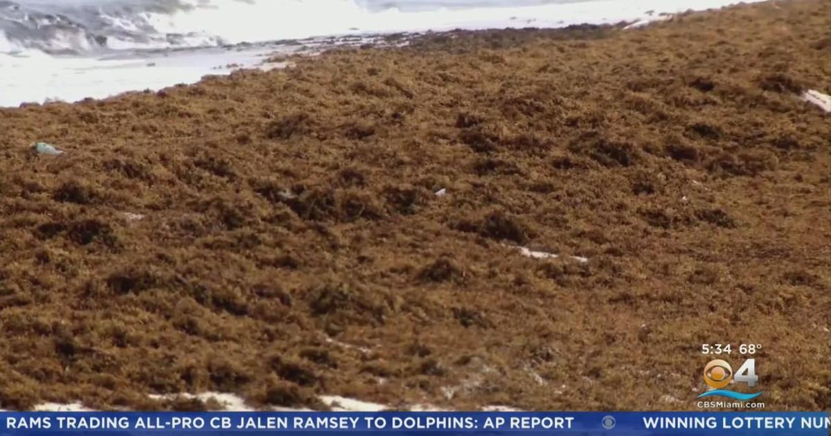 Enormous seaweed bloom building its way to South Florida shores