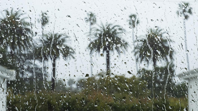 many palm trees seen through wet window 