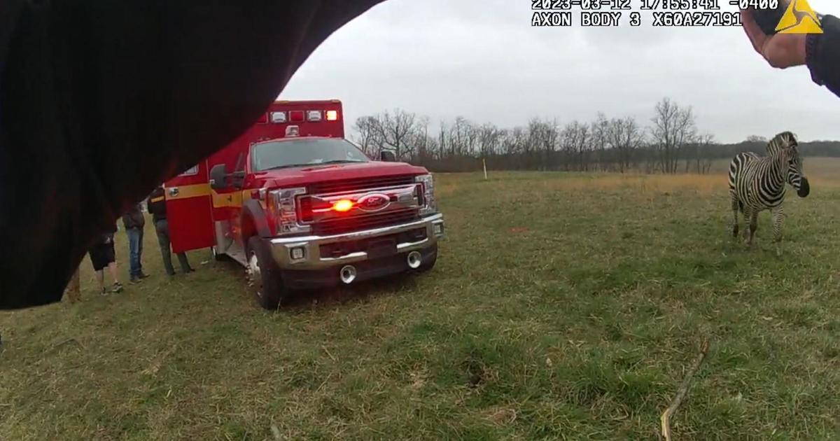 Zebra attacks owner at Ohio home before it's shot dead by sheriff's ...