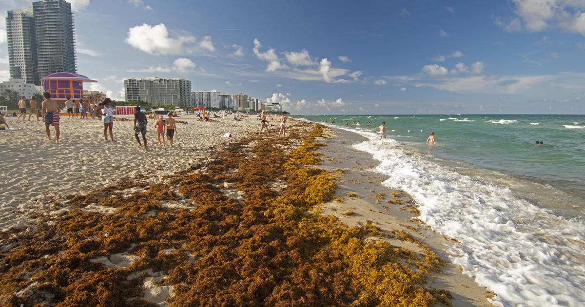 Flesh-eating bacteria found in seaweed on state beaches