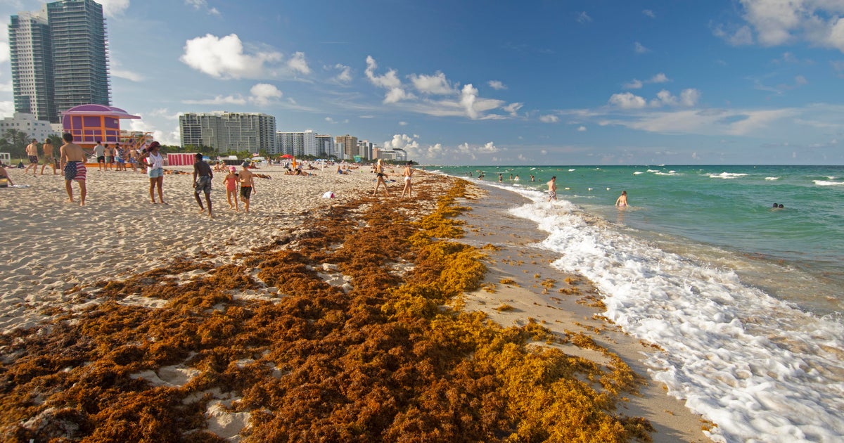 The big blob of seaweed headed for Florida has shrunk by 75% The big blob of seaweed headed for Florida has shrunk by 75%