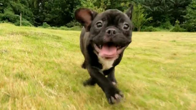 cbsn-fusion-french-bulldog-named-the-most-popular-dog-breed-in-the-us-thumbnail-1799899-640x360.jpg 