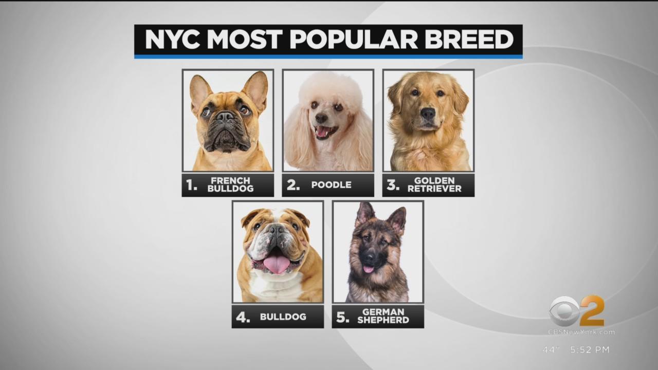 French bulldog remains New York City's most popular dog breed - CBS New York