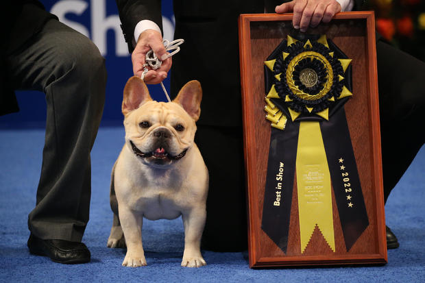 A French bulldog named Winston won Best in Show at the 2022 National Dog Show. 