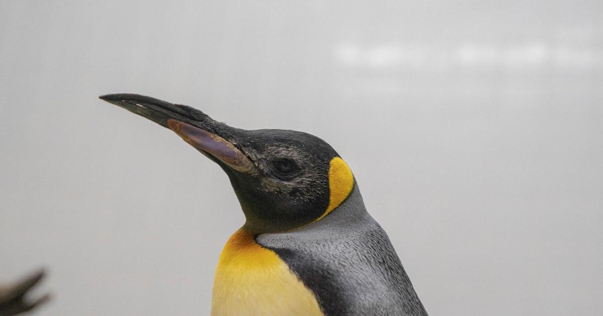 Elderly penguins receive custom lenses in "world-first" procedure