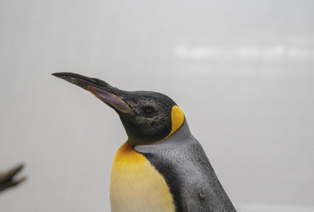 Elderly penguins receive custom lenses in world-first procedure