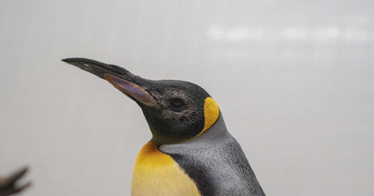 Elderly penguins get ‘world first’ custom lenses in profitable cataract surgery