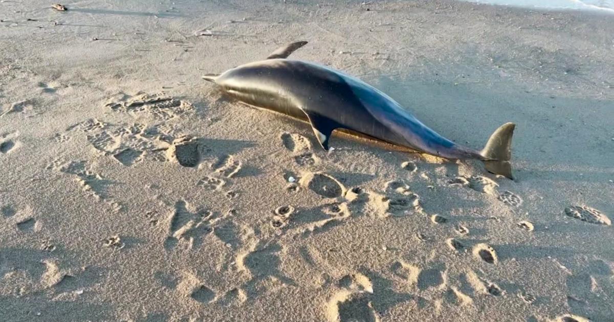 What's killing dolphins along the Jersey Shore?