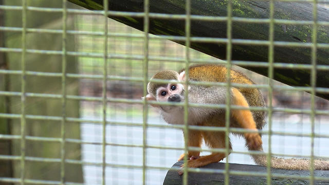 Zoosiana monkeys 