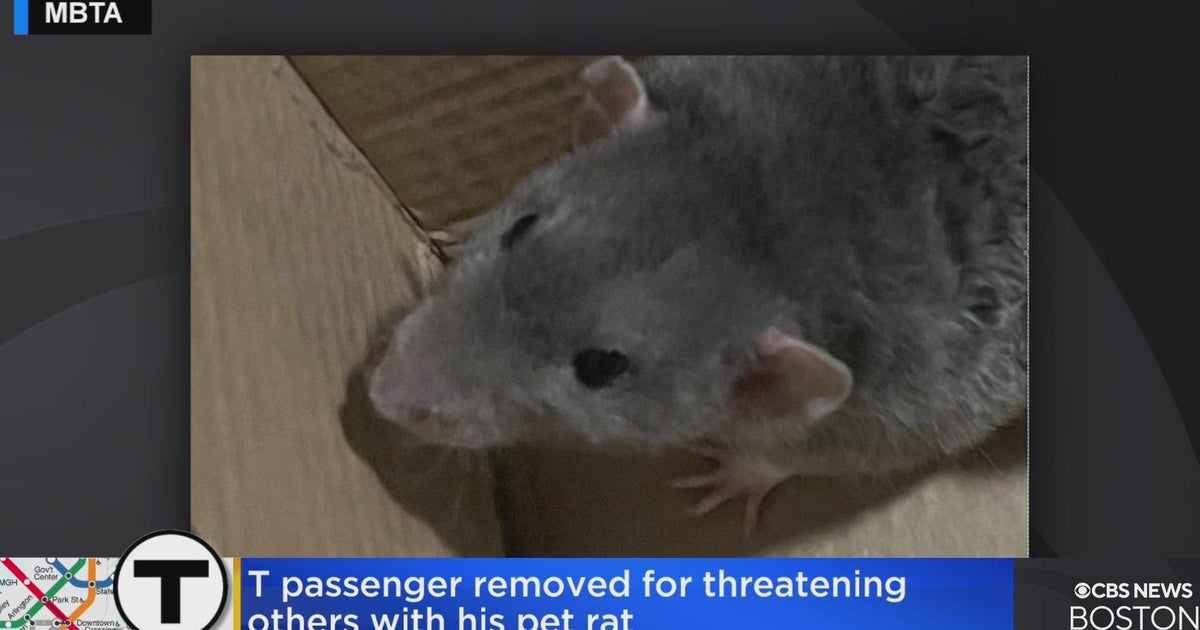 MBTA passenger accused of threatening other riders with pet rat CBS