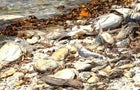 0317-cbsm-flredtide-bojorquez-1804541-640x360.jpg 