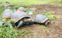 Extended Nature Video: Galápagos Tortoises 