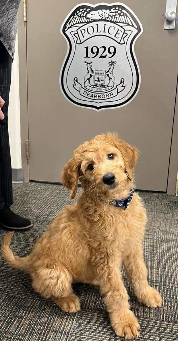 dearborn-police-new-therapy-dog.jpg 