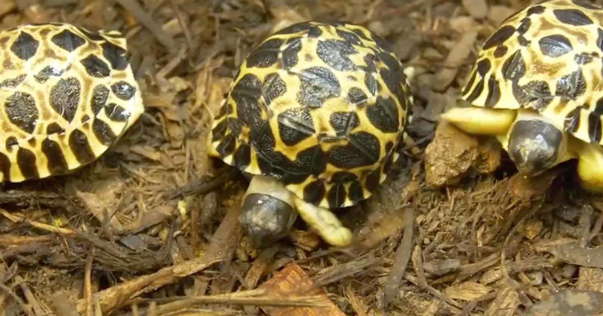 90-year-old tortoise named Mr. Pickles welcomes three hatchlings at Houston Zoo