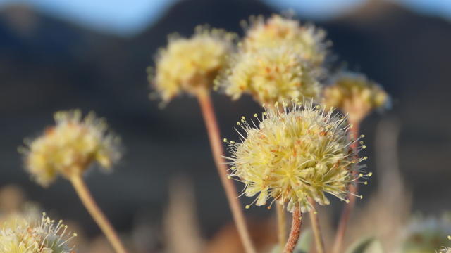 nv-buckwheat-flower.jpg 