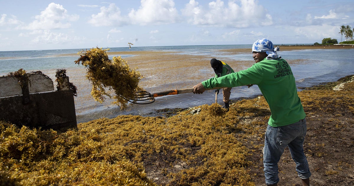 Florida to be visited by seaweed blob twice the width of US this summer ...