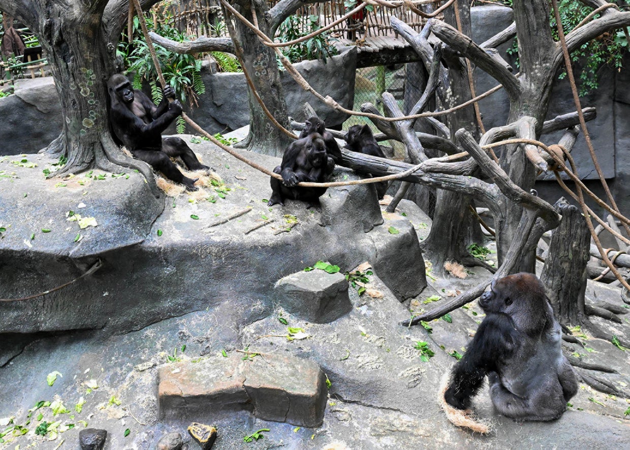 New silverback western lowland gorilla at Brookfield Zoo CBS Chicago