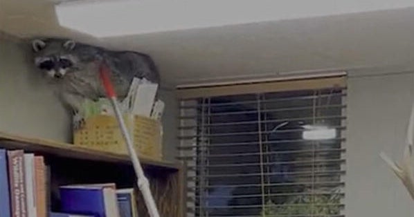 Raccoon takes nap inside Colorado Parks & Wildlife office before being ...