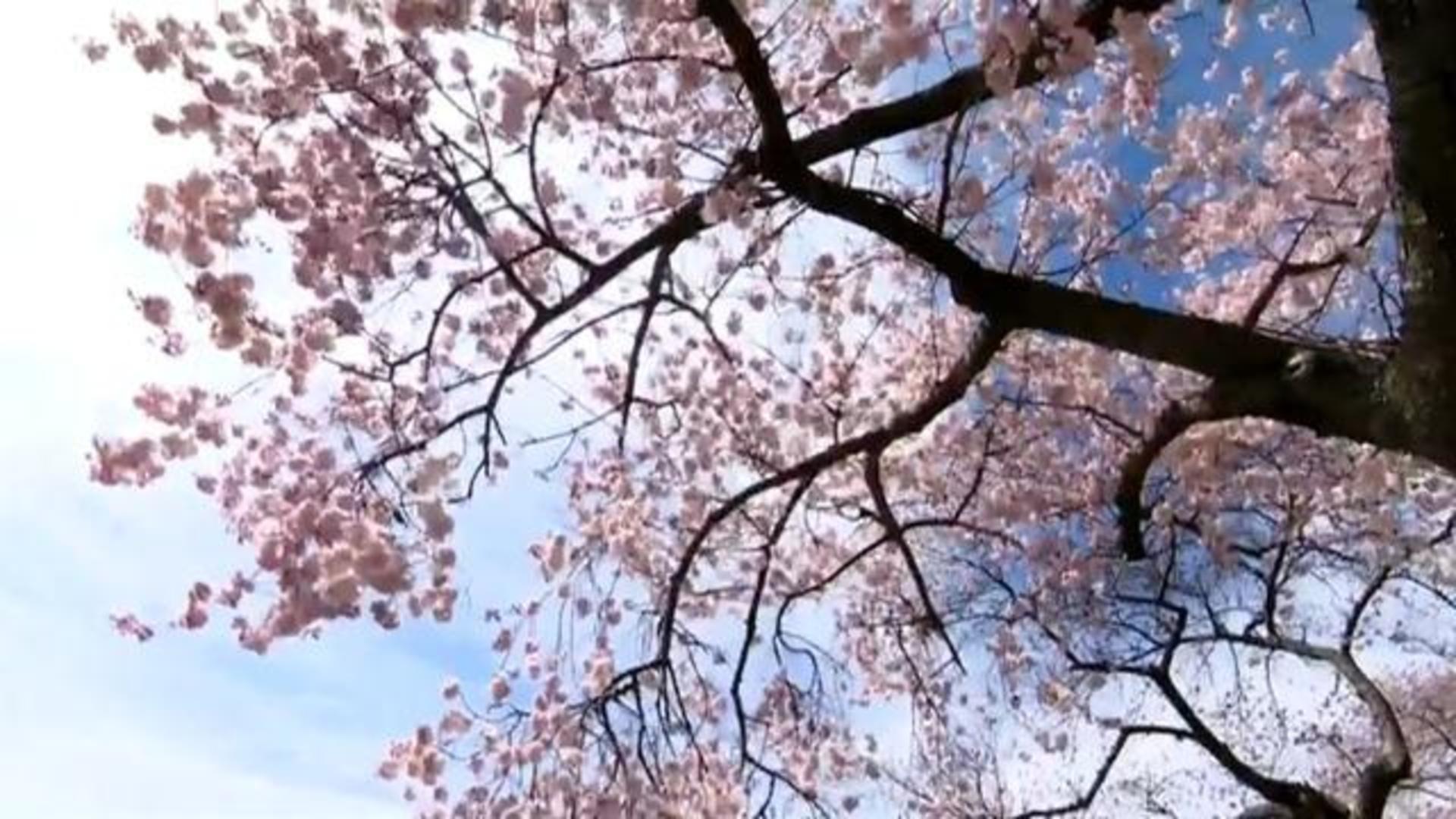 Cherry blossoms mark the beginning of spring