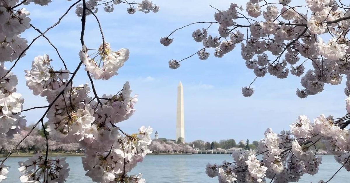 Capitals celebrate cherry blossoms with new warmup jersey