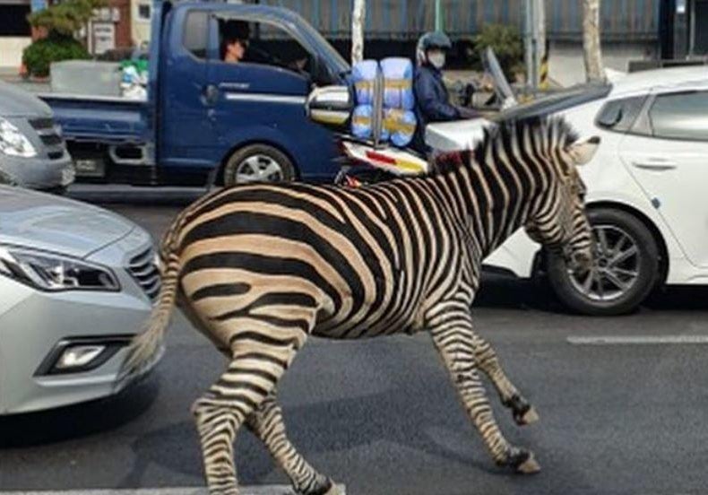 Zebra escapes zoo in Seoul, South Korea, spends hours galloping through city's busy streets