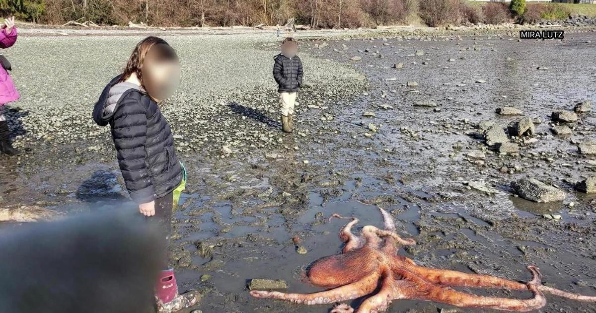 Washington girl helps save giant octopus that washed up on beach