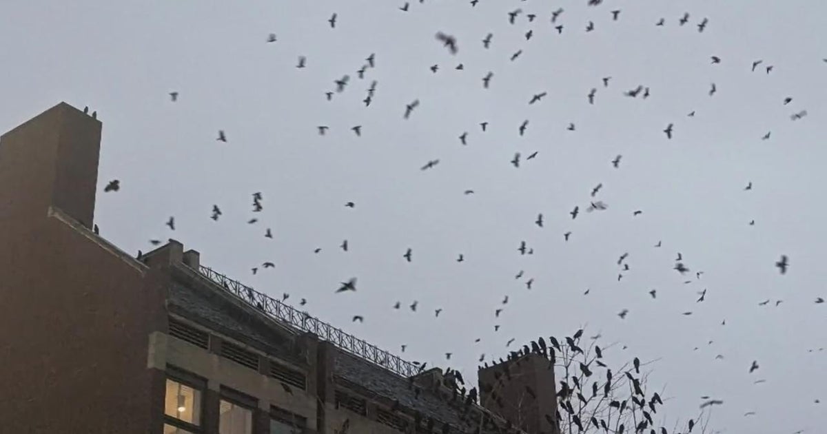 Local historical society battles the 'apocalyptic' crows of Mount ...