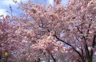 1920naturecherryblossoms-1828419-640x360.jpg 