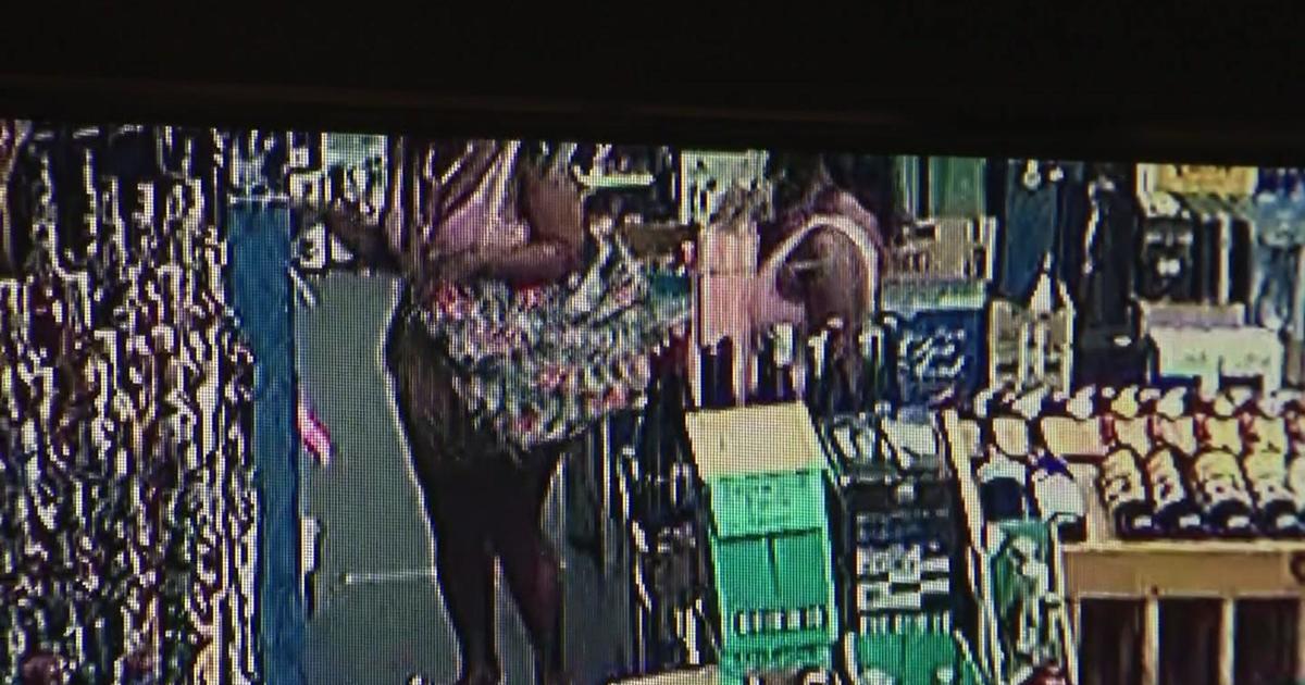 CBS Information Miami Unique: Suspects sought in Coral Gables liquor retail store distraction thefts