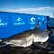 Breton, a 1,400-pound great white shark, returns to Florida coast