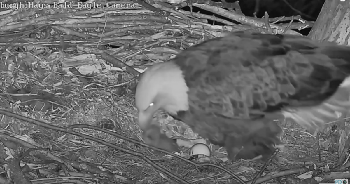 Second egg at Hays' bald eagles nest begins to hatch CBS Pittsburgh