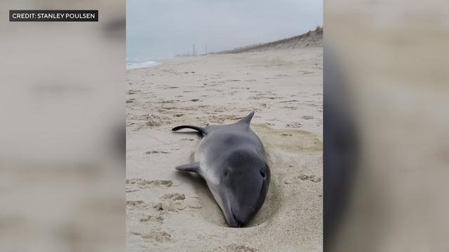 A dead dolphin lies in the sand on a beach near the shore. 