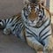 Missing: Pet 5-year-old Bengal tiger stolen from home in Mexico
