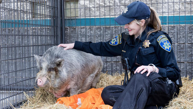 Pig found by Pleasanton police 
