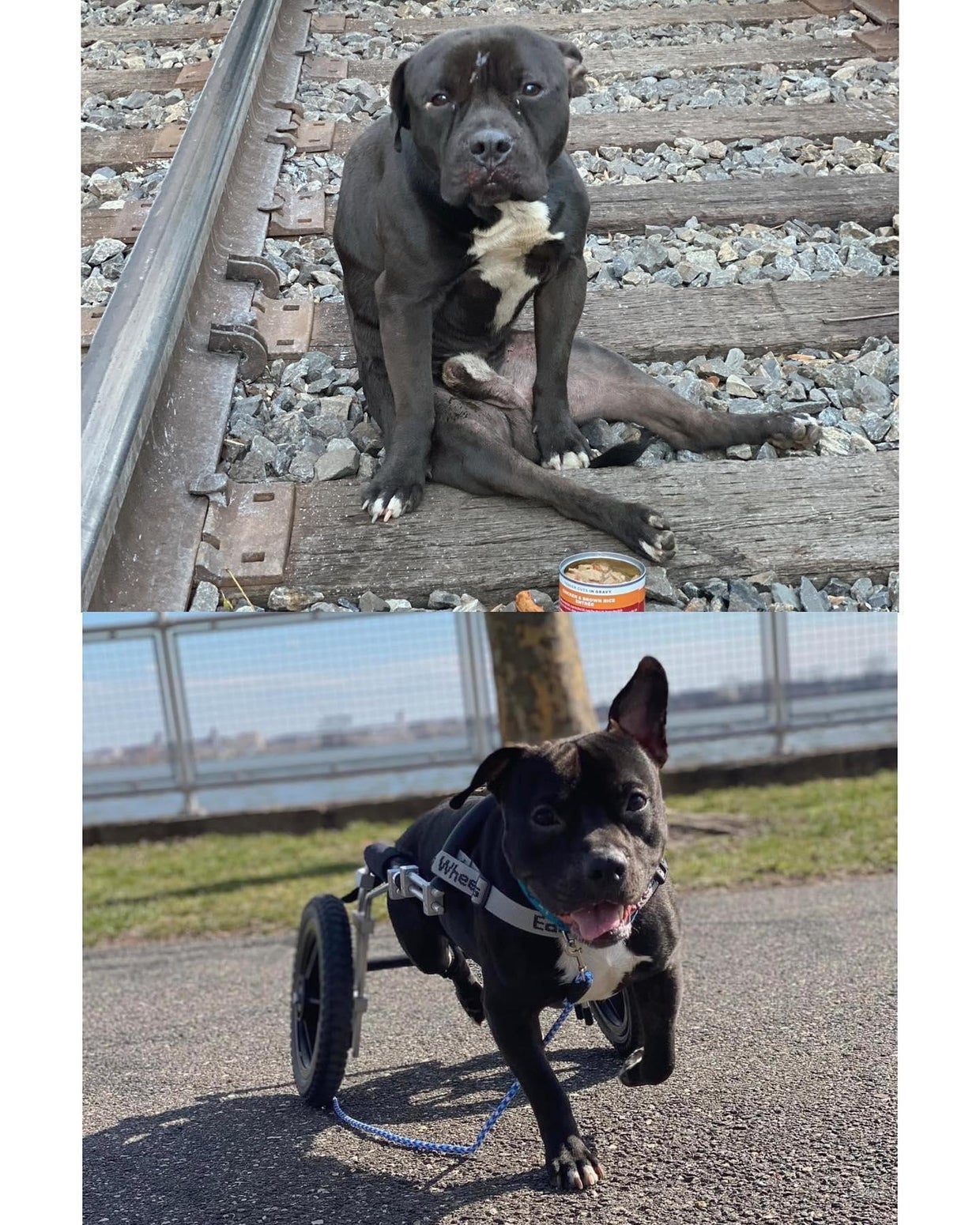 New owner adopts "Lucky," dog abandoned on Pa. train tracks CBS