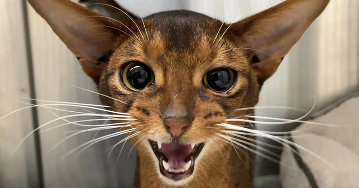 Embracing the Abyssinian: Active and Affectionate Felines - Vaccinations and routine veterinary care for Abyssinian Cats