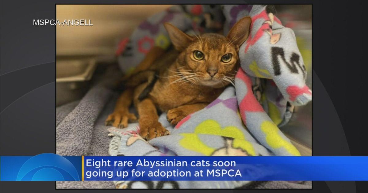 After overcrowding situations, cats finding new homes through the Animal  Rescue League of Boston