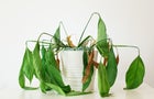 Dying plant 