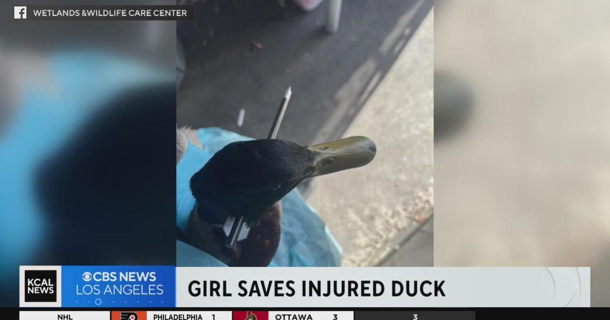 Orange County Girl Hailed As Hero After Saving Duck Shot Through Head With Arrow Cbs Los Angeles