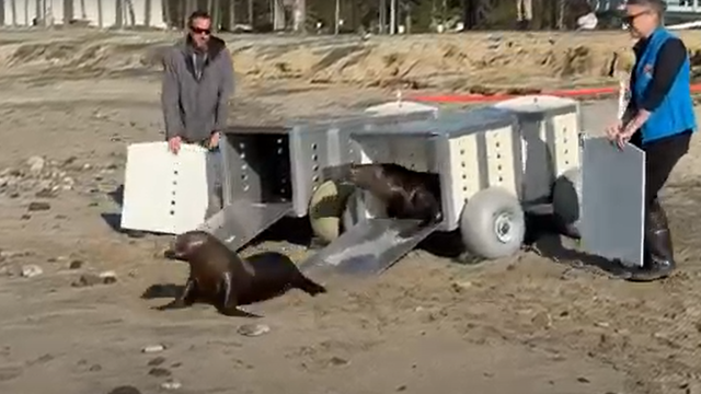 sea-lion-release-image.png 