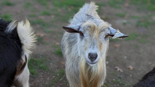 thumbnail-patriot-and-his-goat-friends-are-available-for-adoption-at-this-weekend.jpg 