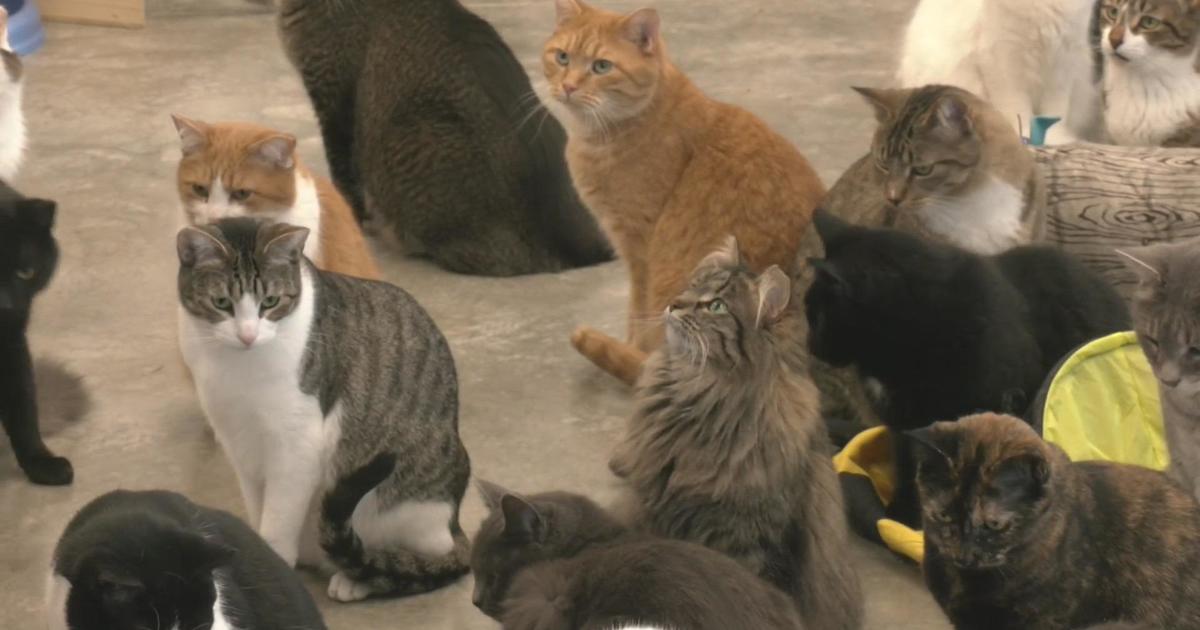 Faribault cat shelter helps prepare hundreds of feral cats for adoption