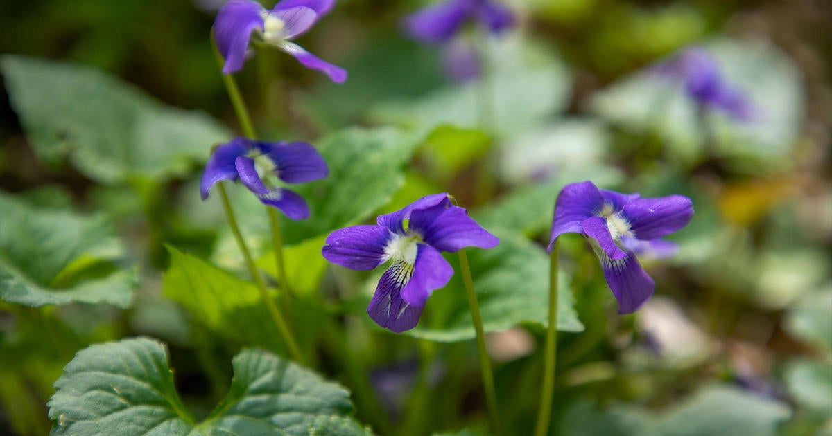 Gardening 101: Passalong plants - CBS Texas