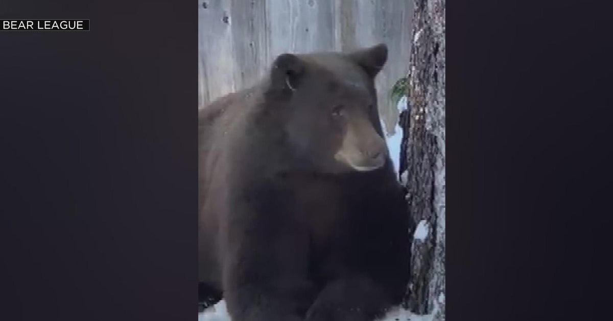 Tahoe bears coming out of hibernation are having tough time finding green grass