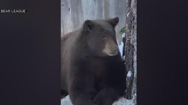 bears-out-of-hibernation.jpg 