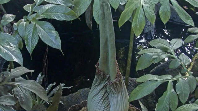 The corpse flower, not in bloom. at the New York Botanical Garden in Brooklyn 