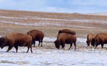 Nature: Bison in Utah 