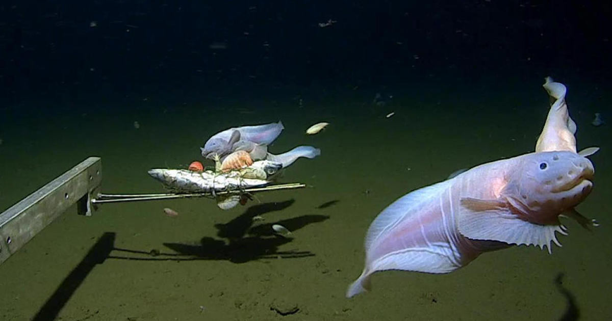 Naukowcy po raz pierwszy uchwycili kamerą „najgłębszą rybę świata” – ponad 27 000 stóp pod powierzchnią