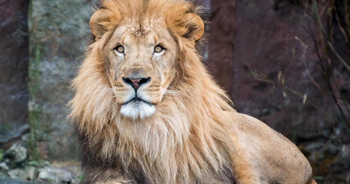 One particular of Africa’s oldest lions killed in Kenya, conservationists say