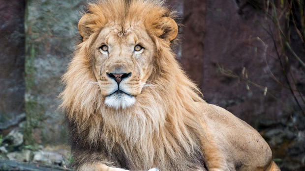 franklin-park-zoo-lion.jpg 